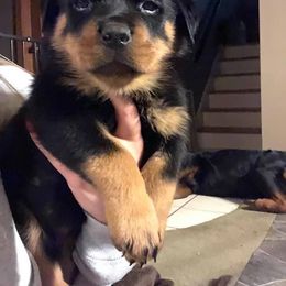 Rottweiler Puppies from RoyaLuxe K9