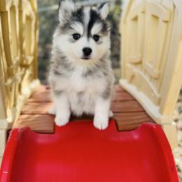 Razzie - Silver and white female Pomsky puppy in Yavapai County, Arizona from Pawsh Pomskies