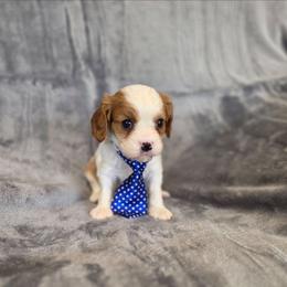 Gilbert - Blenheim male Cavalier King Charles Spaniel puppy in Romeoville, Illinois from KonopkaKennelsLLC