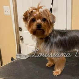 Yorkshire Terriers from Louisiana Babies
