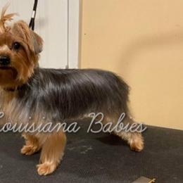 Yorkshire Terriers from Louisiana Babies