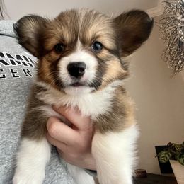 American Corgi and Pembroke Welsh Corgi Puppies from Folly Acres Corgis