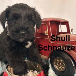 Raven -Male 1 - Black male Miniature Schnauzer puppy in Granville, Ohio from Shull Mini Schnauzers