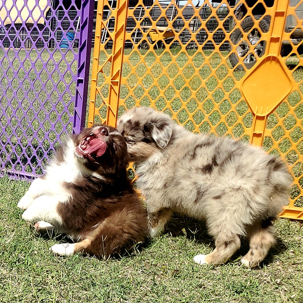 Australian Shepherd Puppies from Winsome Aussies