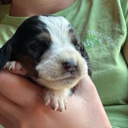 Male 4 - Black brown and white male Basset Hound puppy in Lindley, New York from Hill Top Basset Hounds & Cane Corso