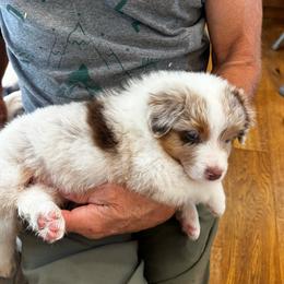 Girl 3 - Red merle female Australian Shepherd puppy in Villa Park, California from C-Star Australian Shepherds