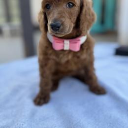 Hot pink collar - Apricot female Poodle puppy in Riverside, California from Riverside red poodles