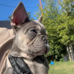 PJ - Blue female French Bulldog puppy in Redford Township, Michigan from Frenchies That...