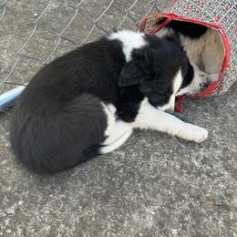 Border Collie Puppies from Roaring River Border Collies