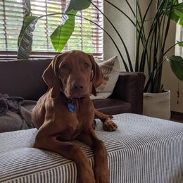 Vizsla Puppies from Virag Vizsla