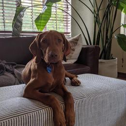 Vizsla Puppies from Virag Vizsla