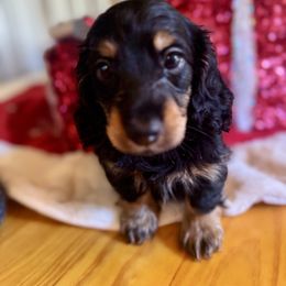 Nicco Russian American - Black and tan male Dachshund puppy in Call, Texas from Dachshund D’Amore