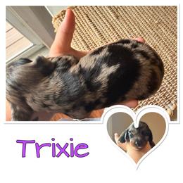 Trxie - Dapple female Dachshund puppy in Aragon, Georgia from Daschunds Unlimited