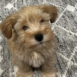 Miniature Schnauzer Puppies from A.R Miniature Schnauzers