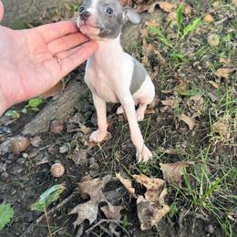 Gizmo - White and blue male Italian Greyhound puppy in Wilkes Barre, Pennsylvania from Laraz Pupz