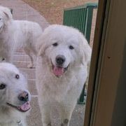 Anatolian Pyrenees from Melody Acres Farm