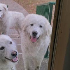 Anatolian Pyrenees from Melody Acres Farm