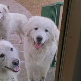 Anatolian Pyrenees from Melody Acres Farm