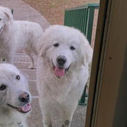 Anatolian Pyrenees from Melody Acres Farm