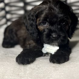 Cavapoo, Cockapoo, and Poodle Puppies from Benji’s Cockapoos