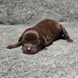 Purple Collar Female - Brown and white female Cockapoo puppy in Mocksville, North Carolina from Hunting Creek Farm & Kennel