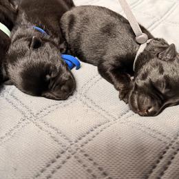 Blue Collar - Black male Scottish Terrier puppy in Puyallup, Washington from Rainier Scotties