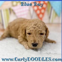 Boy apricot Blue Collar - Apricot male Goldendoodle puppy in Taneytown, Maryland from Curlydoodles
