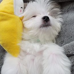 Maltese and Poodles from 209 Puppies California