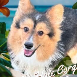 American Corgis and Pembroke Welsh Corgis from All Hale Corgis