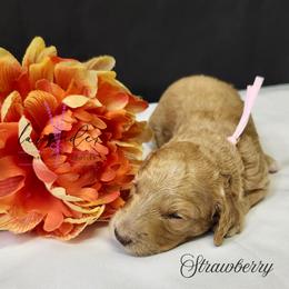 Strawberry - Golden female Cockapoo puppy in Mancelona, Michigan from Lavender poodles & doodles