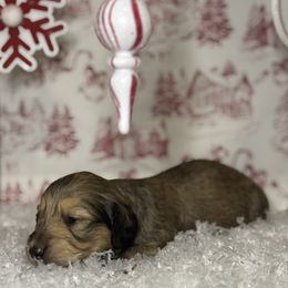 Shaded girl - Red female Dachshund puppy in Crestview, Florida from Neverending Dachies