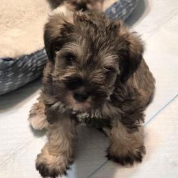 Gunter - Salt and pepper male Miniature Schnauzer puppy in Graham, Washington from Kristy's French Bulldogs & Mini Schnauzers