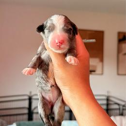 Light Blue - Merle female Bernedoodle puppy in Cold Spring, Minnesota from A.N.A. Doodles