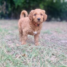 Goldendoodle and Irish Doodle Puppies from Crystal Rains