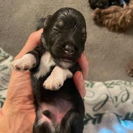 Boots - Black and silver male Miniature Schnauzer puppy in Malvern, Arkansas from Deep South Miniature Schnauzers