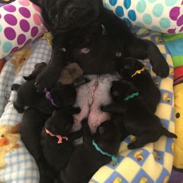 Havanese and Pug Puppies from Casa Blanca Pugs & Mardi Gras Havanese