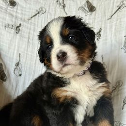 Purple - Gwen - Tri-color female Bernese Mountain Dog puppy in Redlands, California from Country Feels Ranch