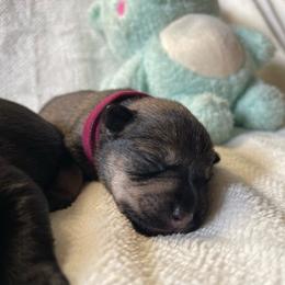 Burgundy Collared Girl - Black and silver female Miniature Schnauzer puppy in San Diego, California from KMS-Miniature Schnauzers