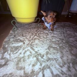 Girl 2 - Black and tan female Yorkshire Terrier puppy in Chino Hills, California from Chino Hills Yorkies