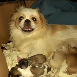 Azura - Pekingese