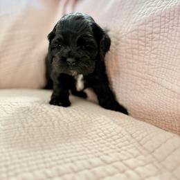 White - Girl - Black and white female Cocker Spaniel puppy in Morganton, North Carolina from Priceless Pups
