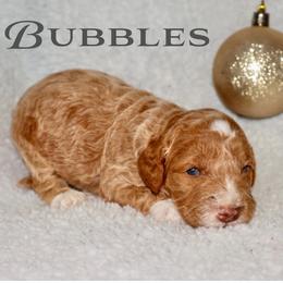BUBBLES - Caramel ice male Australian Labradoodle puppy in Austin, Texas from AussieTex Labradoodles