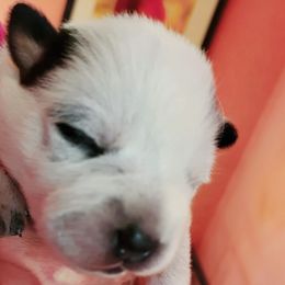 Australian Cattle Dog Puppies from Cynlee Australian  Cattle Dogs