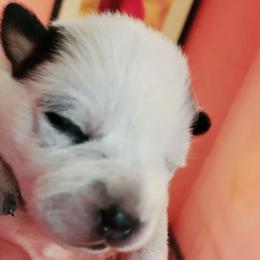 Australian Cattle Dog Puppies from Cynlee Australian  Cattle Dogs