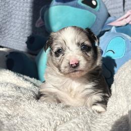 Everest - Blue merle female Toy Australian Shepherd puppy in Quincy, Michigan from Ivy Meadows and Friends