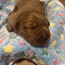 Autumn - Yellow female Labrador Retriever puppy in North Chesterfield, Virginia from Lake Crystal Farms Labradors