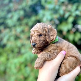 Goldendoodle Puppies from Idaho Sugar Doodle Pups