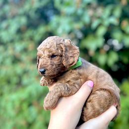 Goldendoodle Puppies from Idaho Sugar Doodle Pups