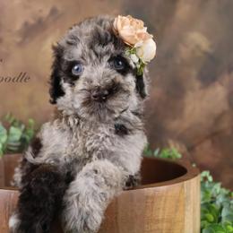 Bernedoodle, Goldendoodle, and Schnoodle Puppies from Adirondack Poodles Goldendoodles,Bernedoodles & Schnoodles