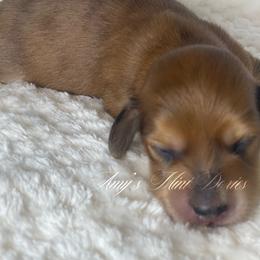 Carmine - Dapple male Dachshund puppy in Jena, Louisiana from Amy’s Mini Doxies